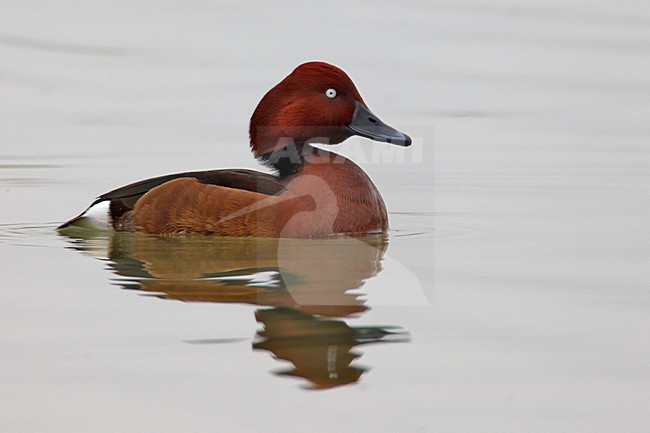 Mannetje Witoogeend zwemmend; Male Ferruginous Pochard swimming stock-image by Agami/Daniele Occhiato,