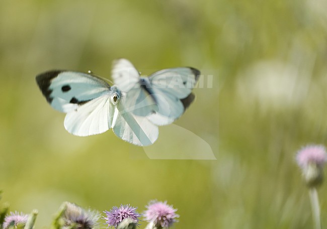 Baltsende Klein koolwitjes, Displaying Small Whites stock-image by Agami/Rob de Jong,