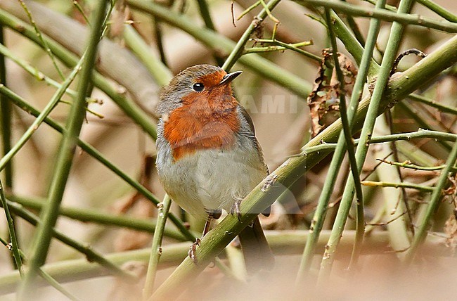 The Tenerife Robin is a recent split off the Eurasian Robin. Song, call, genetics and more reddish breast are all different from the nominate. stock-image by Agami/Eduard Sangster,