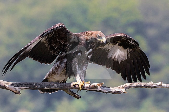 Golden Eagle (Aquila chrysaetos), juvenile spreading wings on a dead branch stock-image by Agami/Saverio Gatto,