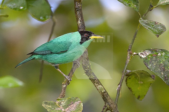 Male Green Honeycreeper (Chlorophanes spiza) stock-image by Agami/David Monticelli,