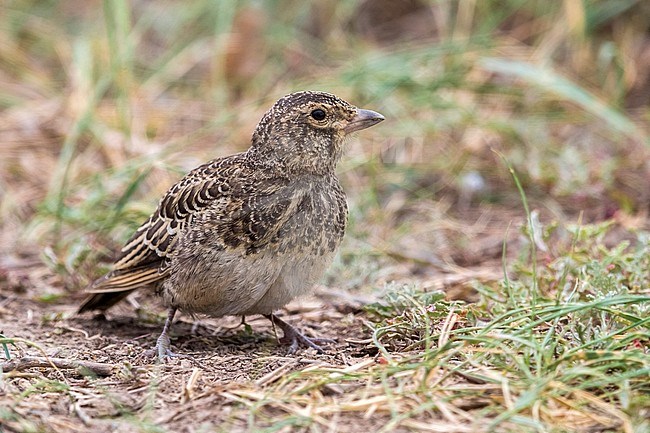 Black Lark; Melanocorypha yeltoniensis stock-image by Agami/Daniele Occhiato,