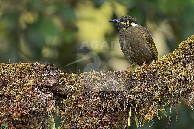 Black-throated Honeyeater (Caligavis subfrenata)Perched on a branch in Papua New Guinea stock-image by Agami/Dubi Shapiro,