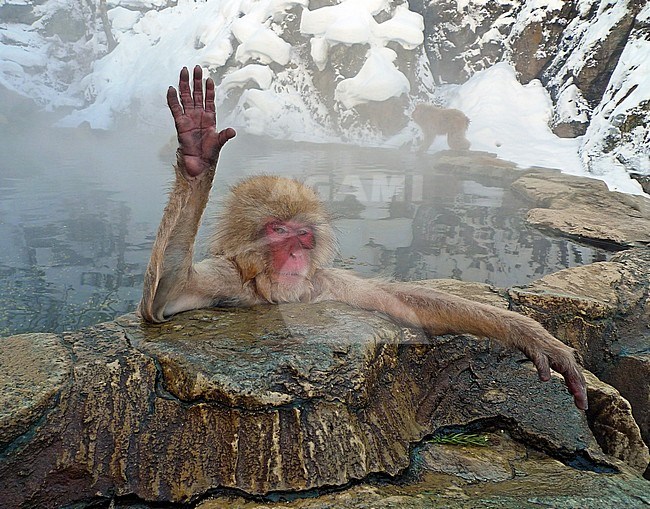 Japanese Macaque (Macaca fuscata) stock-image by Agami/Pete Morris,