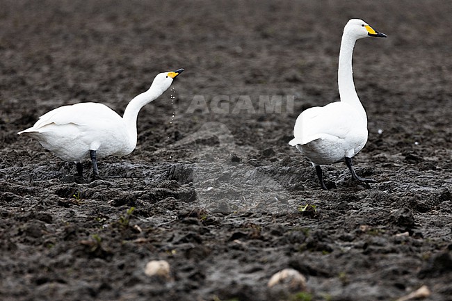  stock-image by Agami/Menno van Duijn,