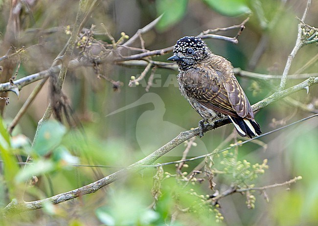 Ecuadorian Piculet (Picumnus sclateri) in Northern Peru. stock-image by Agami/Dani Lopez-Velasco,