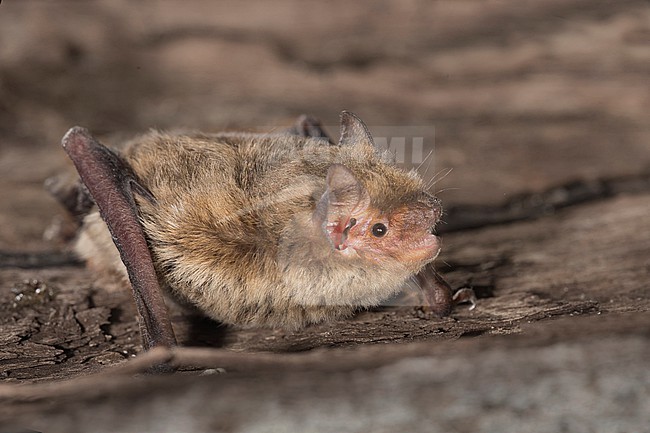 Soprano's pipistrelle. Pipistrellus pygmaeus stock-image by Agami/Theo Douma,