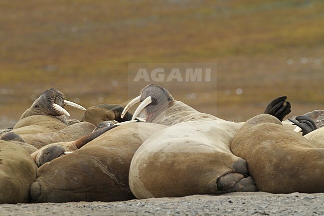 Groep Walrussen op de kust; Group of Walruss\'s on the shore stock-image by Agami/Chris van Rijswijk,