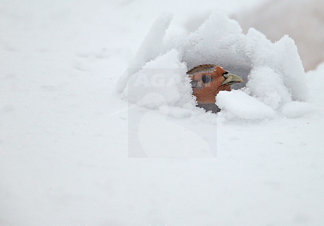 Patrijs, Grey Partridge stock-image by Agami/Markus Varesvuo,
