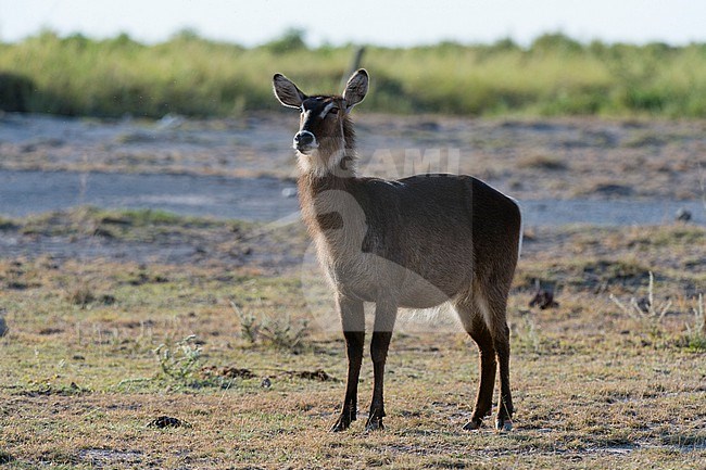 A young female waterbuck, Kobus ellipsiprymnus, in Amboseli National Park. Amboseli National Park, Kenya, Africa. stock-image by Agami/Sergio Pitamitz,