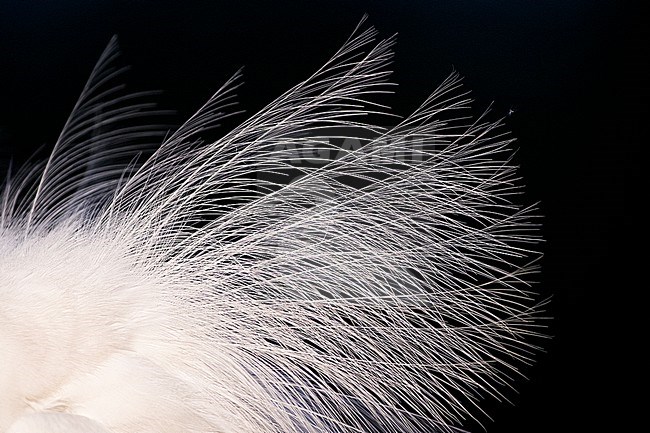 Detailopname van Grote Zilverreiger; Summer plumage detail of Great Egret stock-image by Agami/Bence Mate,
