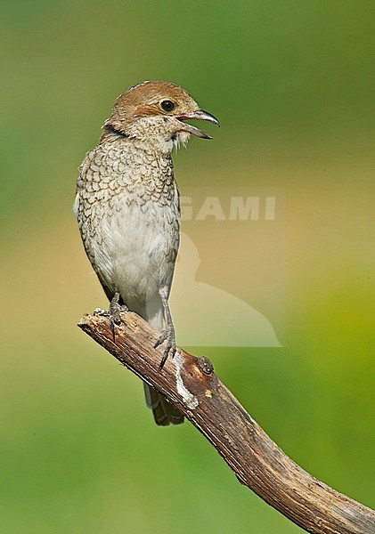 Female Red-backed Shrike (Lanius collurio) stock-image by Agami/Alain Ghignone,