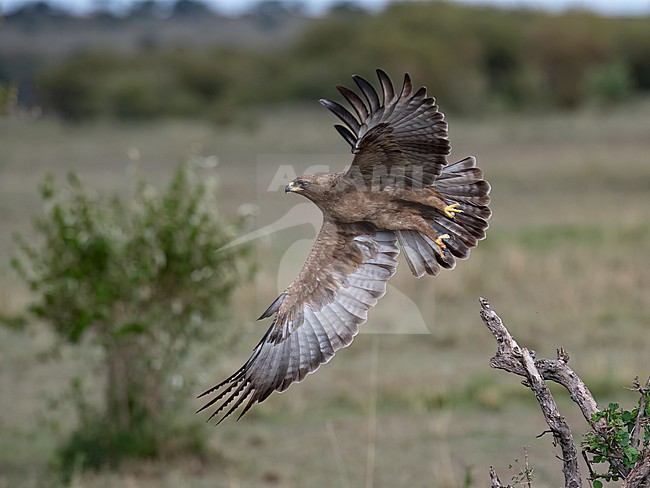 Side view of an adult Wahlberg's Eagle (Hieraaetus wahlbergi) taking flight. Wings seen from below. Kenya, Africa stock-image by Agami/Markku Rantala,