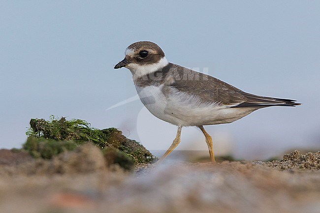 Ringed Plover (Charadrius hiaticula), juvenile standing on the ground stock-image by Agami/Saverio Gatto,