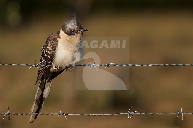 Great Spotted Cuckoo - Häherkuckuck - Clamator glandarius, Portugal, adult stock-image by Agami/Ralph Martin,