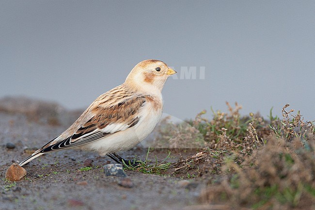 Adult Snow Bunting (Plectrophenax nivalis) in winter plumage during autumn migration on Spurn on the east coast of England. stock-image by Agami/Marc Guyt,