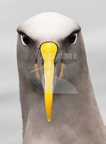 Adult Northern Buller's Albatross (Thalassarche bulleri platei) swimming on smooth ocean surface in subantarctic New Zealand. stock-image by Agami/Marc Guyt,