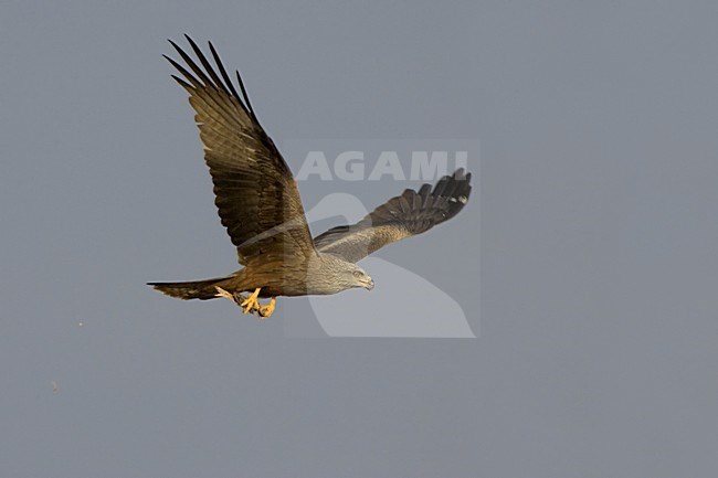 Black Kite flying; Zwarte Wouw vliegend stock-image by Agami/Daniele Occhiato,