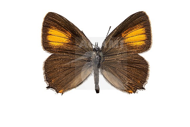 Ilex Hairstreak, Bruine eikenpage, Satyrium ilicis stock-image by Agami/Wil Leurs,