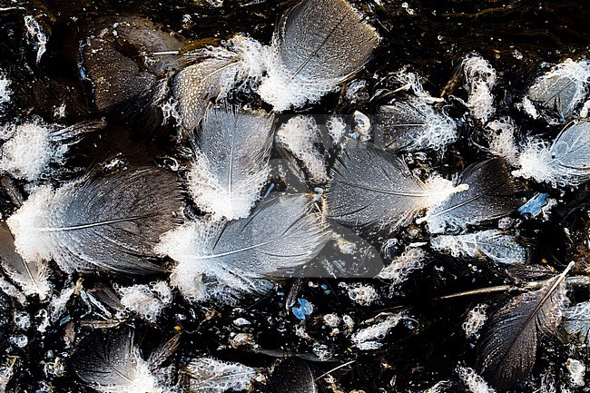 Feathers floating on the water stock-image by Agami/Wil Leurs,