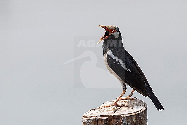 Siamese Pied Myna (Gracupica floweri in Thailand. Also known as Pied Myna. Singing from a wooden pole. stock-image by Agami/Mathias Putze,