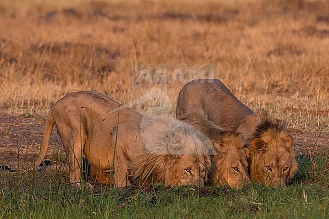 Three lions, Panthera leo, drinking at sunset. Khwai Concession, Okavango Delta, Botswana stock-image by Agami/Sergio Pitamitz,