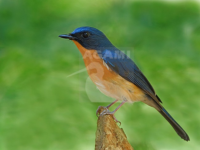 Male Hill Blue Flycatcher (Cyornis whitei) stock-image by Agami/Alex Vargas,