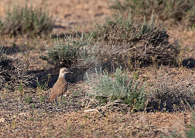 Female Greater Sand Plover (Charadrius leschenaultii crassirostris) standing on steppes of central Asia. stock-image by Agami/Andy & Gill Swash ,