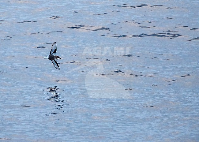 Mottled Petrel (Pterodroma inexpectata) flying over Subantarctic waters of New Zealand in the southern pacific ocean. stock-image by Agami/Marc Guyt,