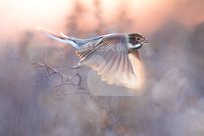 Common Reed Bunting (Emberiza schoeniclus) in Italy. stock-image by Agami/Daniele Occhiato,