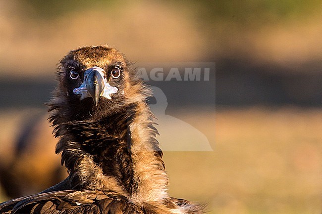Portrait of an adult Cinereous Vulture (Aegypius monachus) in the Extremadura in Spain. stock-image by Agami/Wil Leurs,