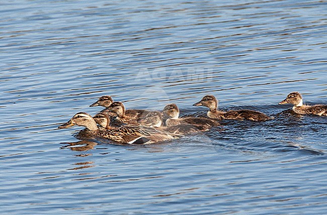 Female Mallard (Anas platyrhynchos) in Donau delta in Roemenia. Swimming with her chicks. stock-image by Agami/Marc Guyt,