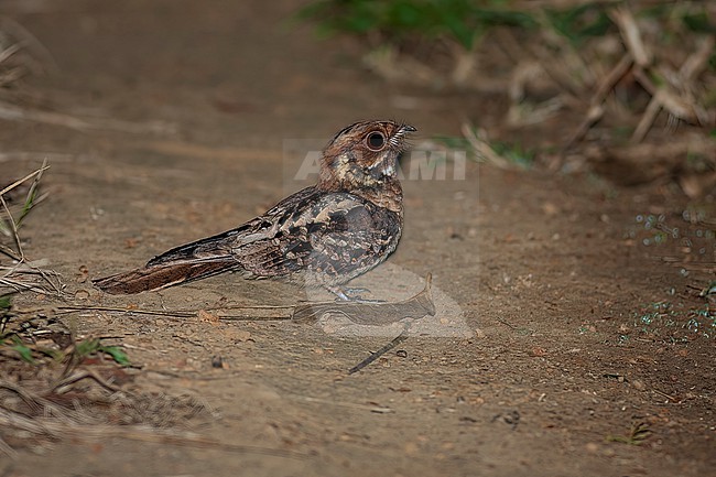 Fiery-necked Nightjar (Caprimulgus pectoralis nigriscapularis). This subspecies is also called Black-shouldered Nightjar and occurs in West Africa. stock-image by Agami/David Monticelli,