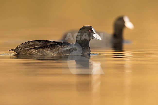 Eurasian Coot (Fulica atra), side view of two adults swimming, Campania, Italy stock-image by Agami/Saverio Gatto,