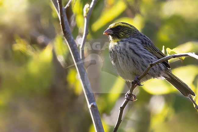 Yellow-browed seedeater (Crithagra whytii) perched in a bush in Tanzania. stock-image by Agami/Dubi Shapiro,