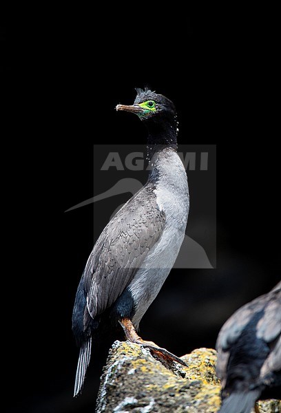 Adult Pitt Shag (Phalacrocorax featherstoni), also known as the Pitt Island shag or Featherstone's shag, at the Chatham Islands, New Zealand. Sitting on coastal cliff. stock-image by Agami/Marc Guyt,