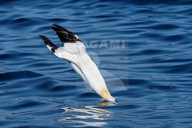 Northern Gannet (Morus bassanus) hunting for fish. stock-image by Agami/Marcel Burkhardt,