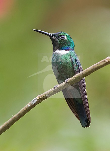 Western Wedge-billed Hummingbird, Schistes albogularis, male perched on a thin branch stock-image by Agami/Andy & Gill Swash ,