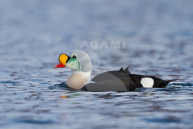 King Eider - Prachteiderente - Somateria spectabilis, Norway, adult male stock-image by Agami/Ralph Martin,