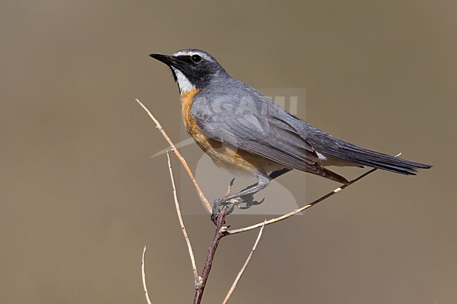 Mannetje Perzische Roodborst, Male White-throated Robin stock-image by Agami/Daniele Occhiato,