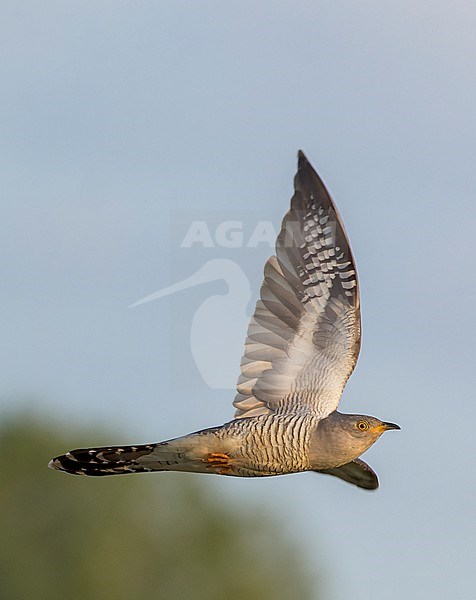 Male Common Cuckoo, Cuculus canorus, in flight. stock-image by Agami/Marc Guyt,