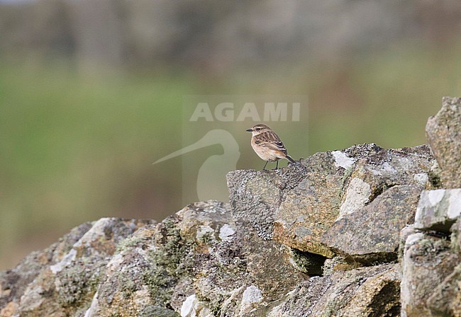 First-winter Siberian Stonechat (Saxicola maurus) in Quendale on the Shetland Islands. Perched on a rock fench. Seen on the back. stock-image by Agami/Hugh Harrop,