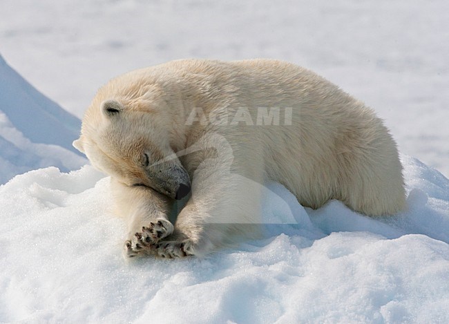 IJsbeer, Spitsbergen; Polar Bear, Svalbard stock-image by Agami/Marc Guyt,