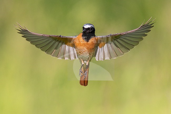 Common Redstart (Phoenicurus phoenicurus), front view of an adult male in flight, Campania, Italy stock-image by Agami/Saverio Gatto,