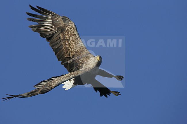 Volwassen Zeearend in de vlucht; Adult White-tailed Eagle in flight stock-image by Agami/Menno van Duijn,