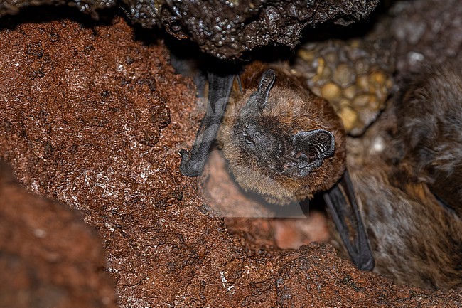 Azores Noctule (Nyctalus azoreum) aka Azores Bat sitting on a tunnel in Jardim Botânico Antonio Borges, Ponta Delgada, Sao Miguel, Azores, Portugal. stock-image by Agami/Vincent Legrand,