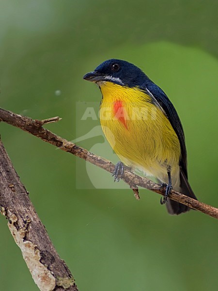 Mannetje Blauwrughoningvogel, Male Crimson-breasted Flowerpecker stock-image by Agami/Alex Vargas,