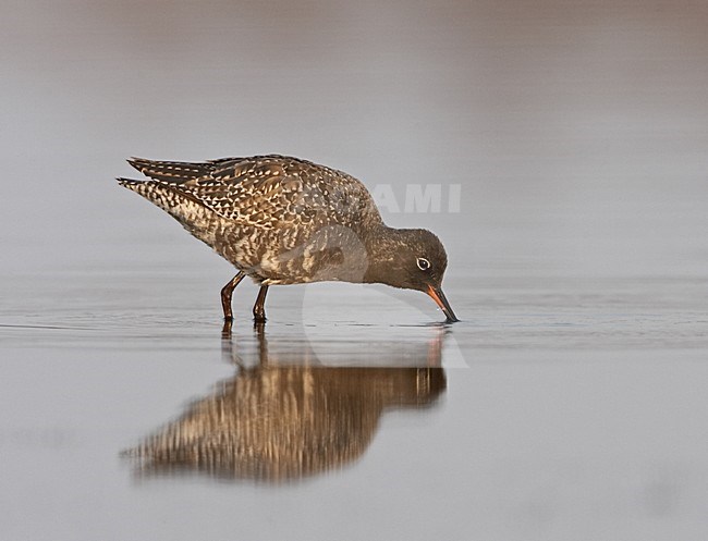 Spotted Redshank summer plumaged wading; Zwarte Ruiter zomerkleed wadend stock-image by Agami/Jari Peltomäki,