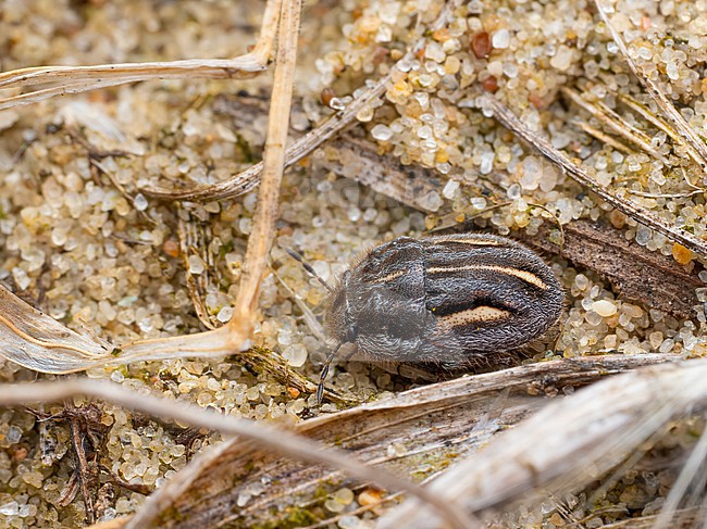 Odontoscelis lineola imago stock-image by Agami/Arnold Meijer,