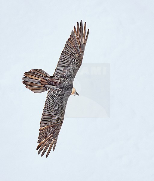 Bearded Vulture (Gypaetus barbatus), aka Lammergeier, adult flying against snow in Switzerland stock-image by Agami/Tomas Grim,